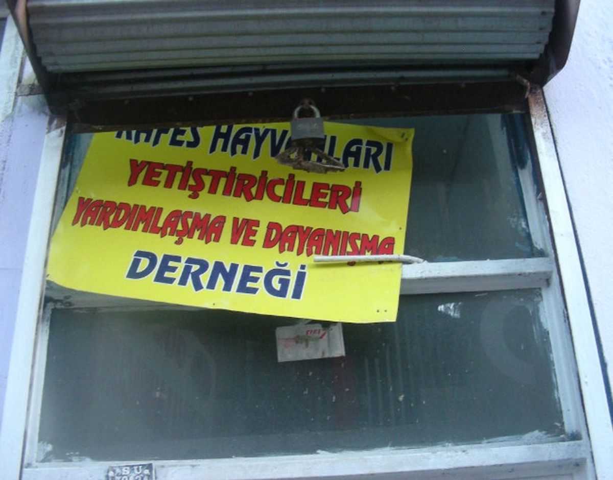 Horoz Dövüştürenlere Suçüstü