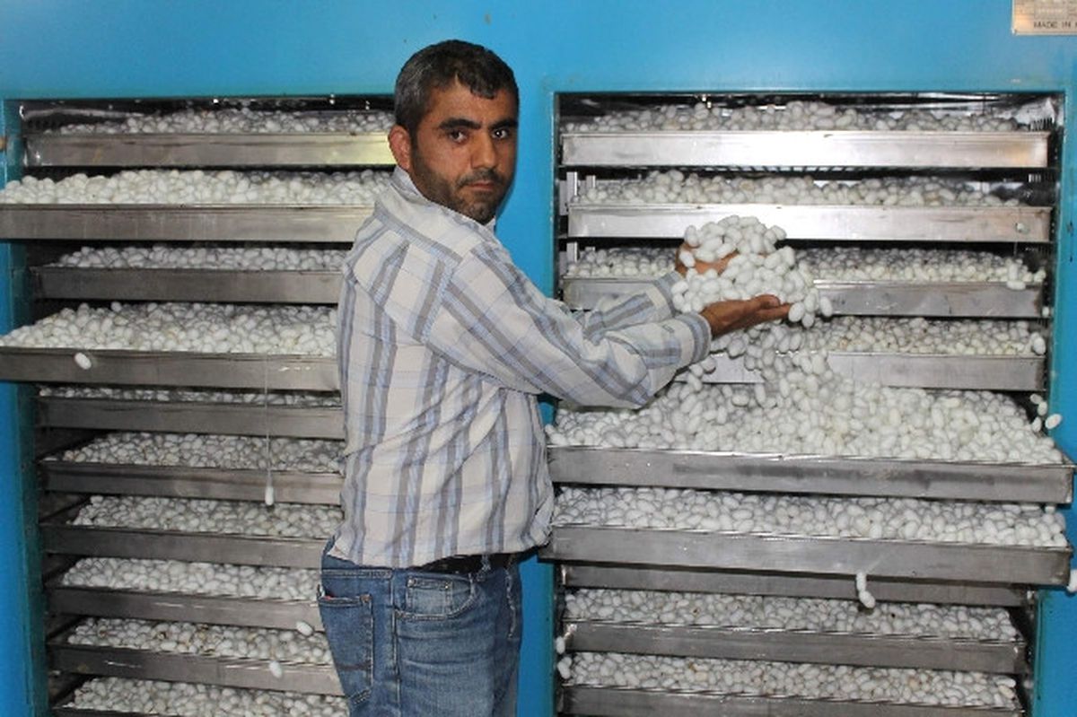Kulp, İpek Böcekçiliği Üretiminde Türkiye'de Birinci