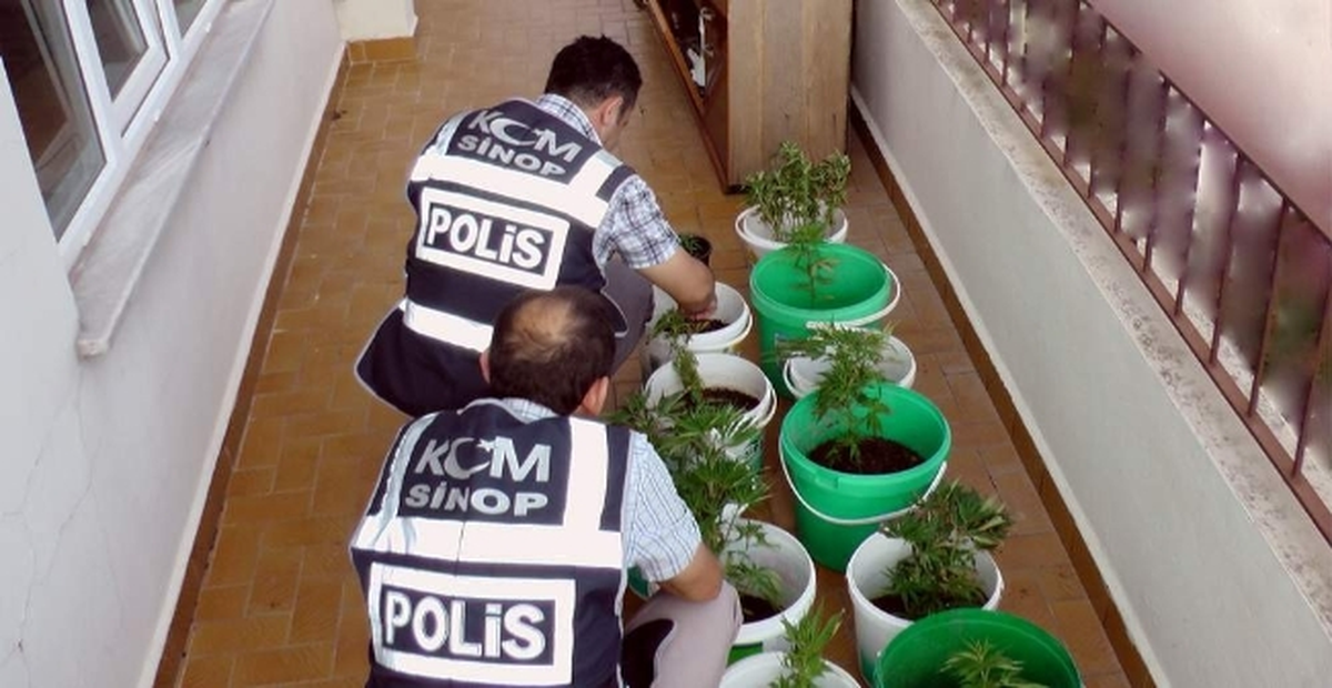 Saksıda Kenevir Operasyonu