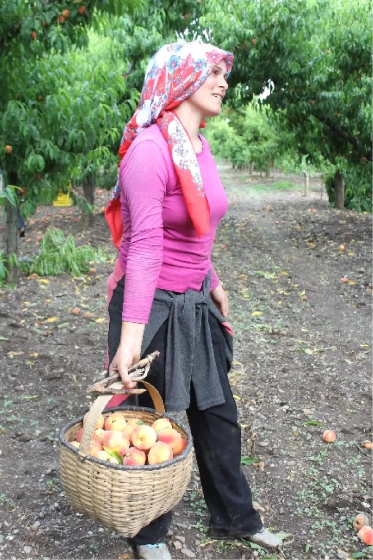 Şeftalide İlk Ürün Tat Vermedi