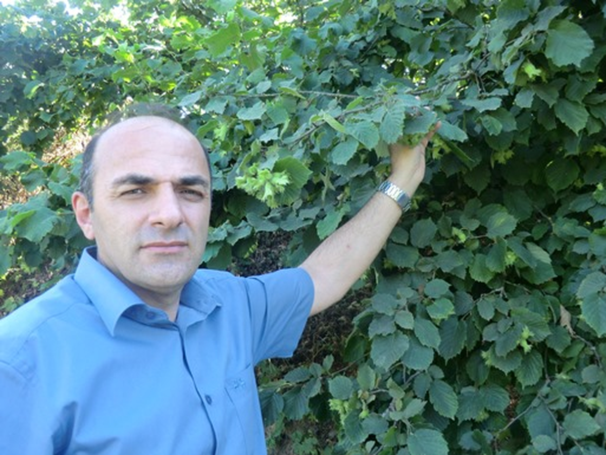 Düzce\'de Tahmini Fındık Rekoltesi Belirlendi