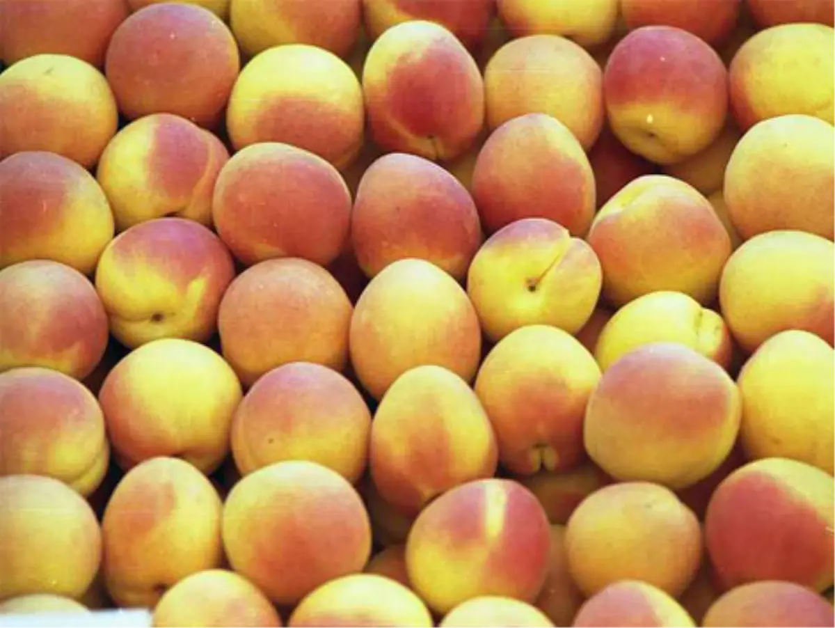 İhracatçının Yeni Gözdesi Baskil Kayısısı