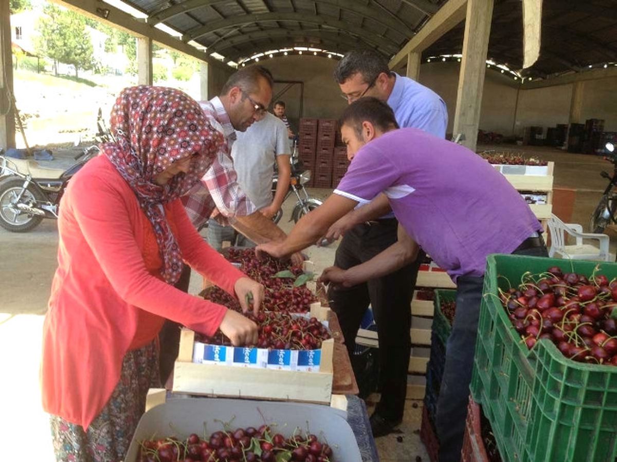 Kiraz Üreticileri Şokta