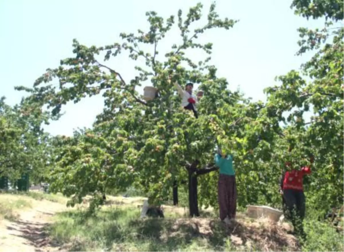 Malatya\'da Kayısı Hasadı Başladı