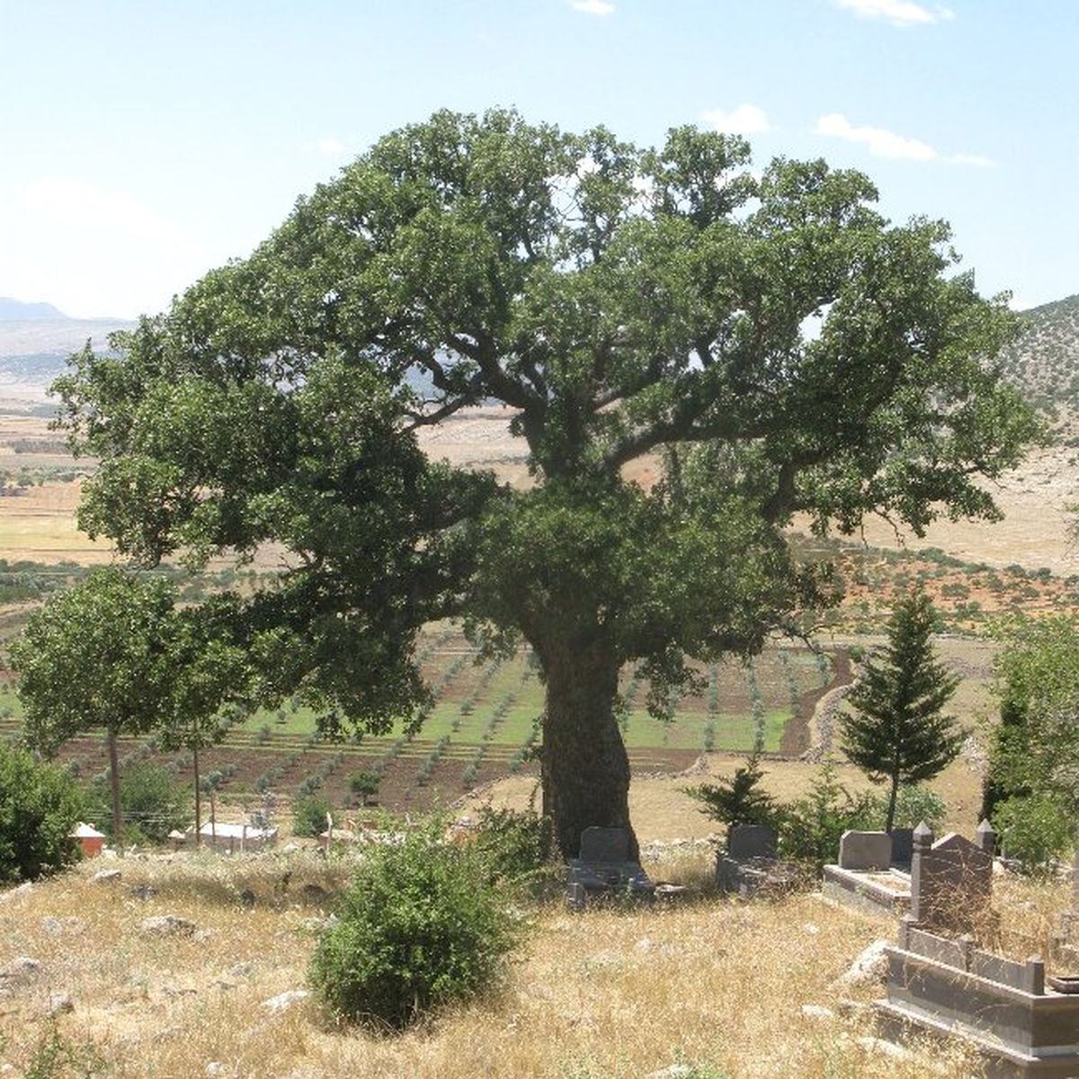 Meşe Palamudu Ağaçlarının Korunması İstendi