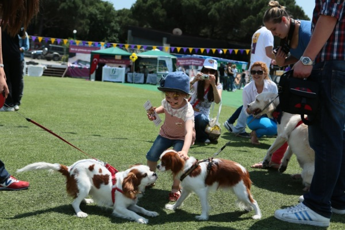 Pedıgree Petfest 2013 Eylül Ayına Ertelendi