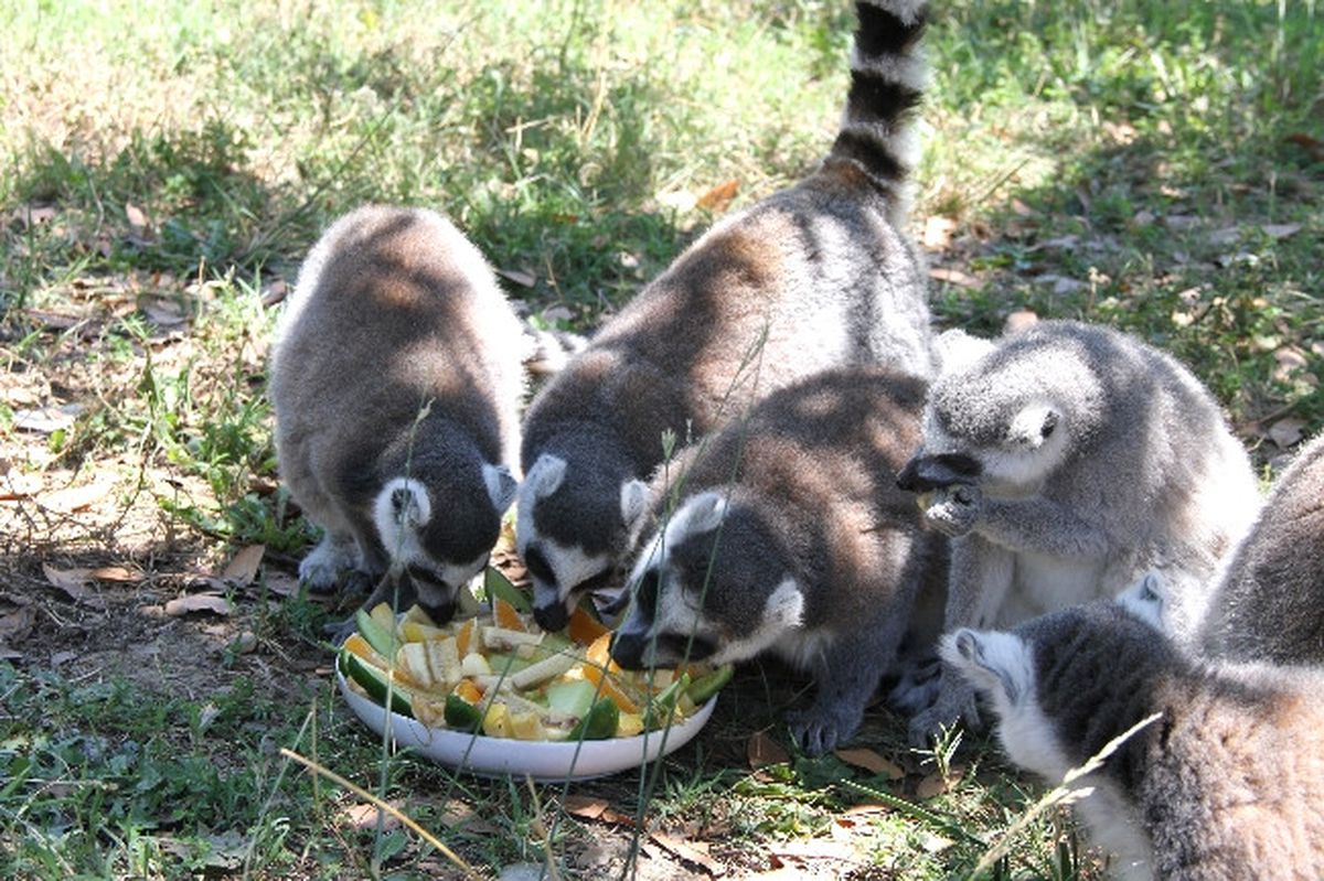 Sevimli Lemurların, Açık Havada Meyve Salatası Keyfi