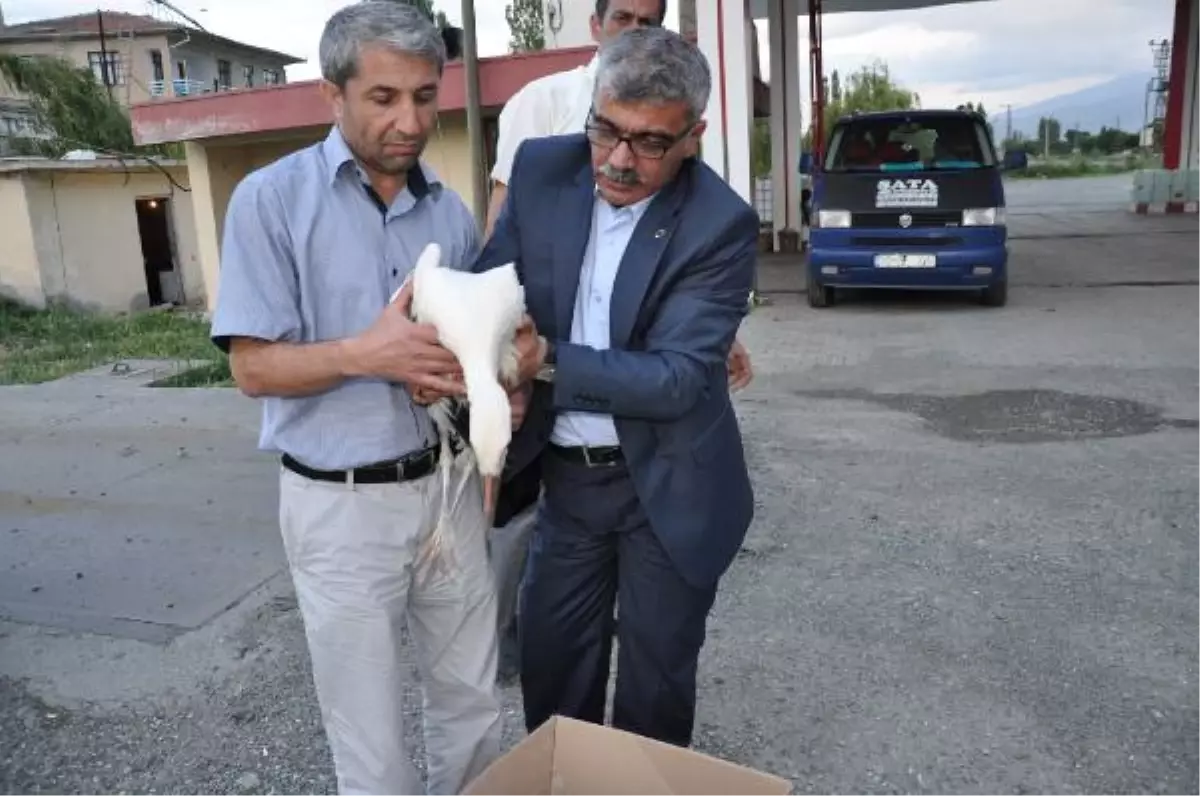 Fırtınada Yaralanan Leyleklere Yeni Yuva