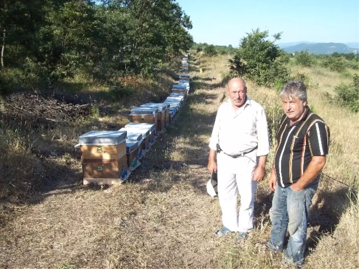 Kazdağları Arıcıların Gelir Kapısı Oldu