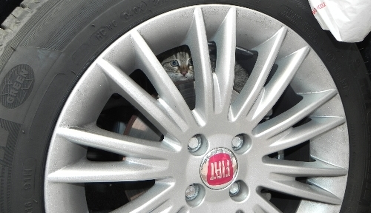Otomobilin Motor Kısmına Sıkışan Kediyi İtfaiye Ekipleri Kurtardı