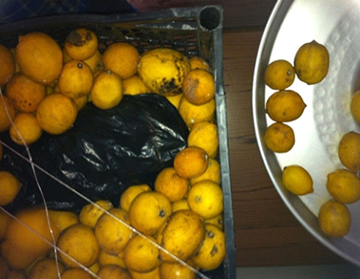 Saksıda Yetiştirdikleri Uyuşturucuları Limon Kasasında Pazarladılar