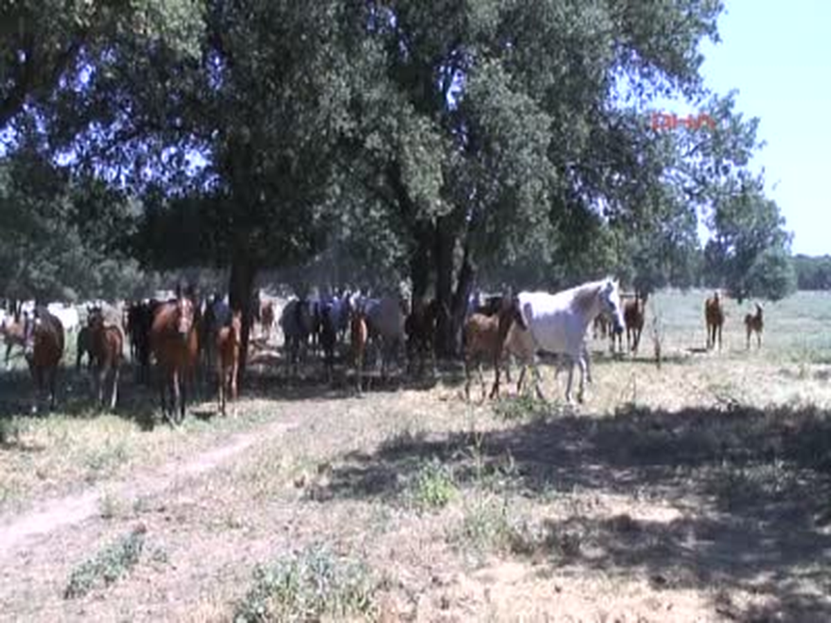 Türkiye'nin En Çok Yarış Kazandıran Atları Burada Yetişiyor