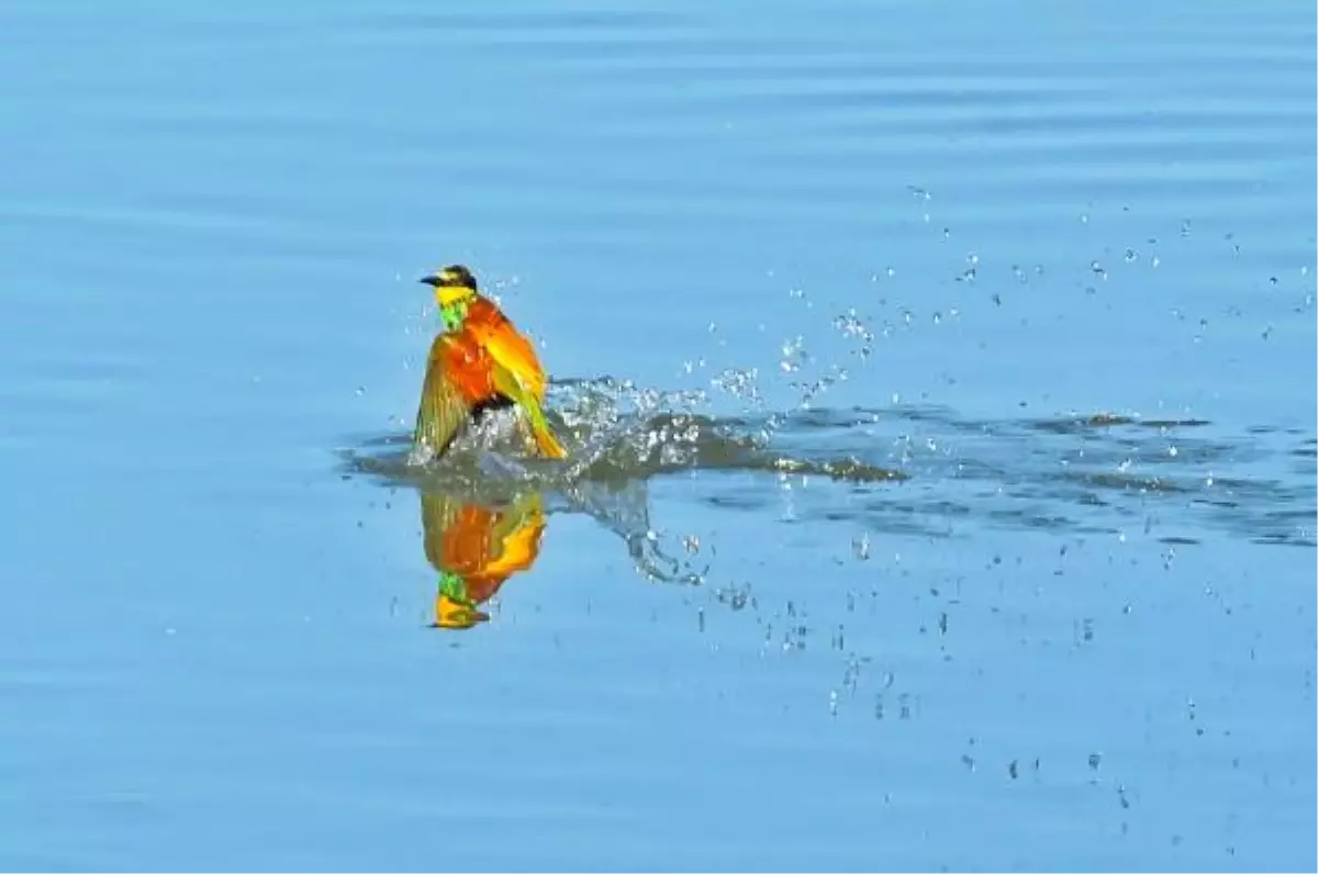 Arı Kuşları Dicle Nehri\'nde Serinliyor