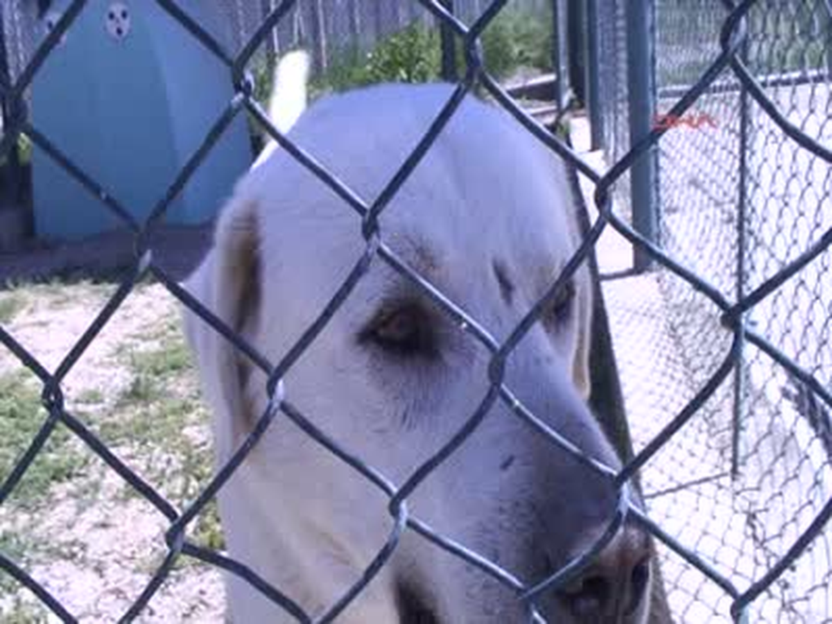 Kangal ve Akbaş Yavruları İçin Sıra Bekliyorlar