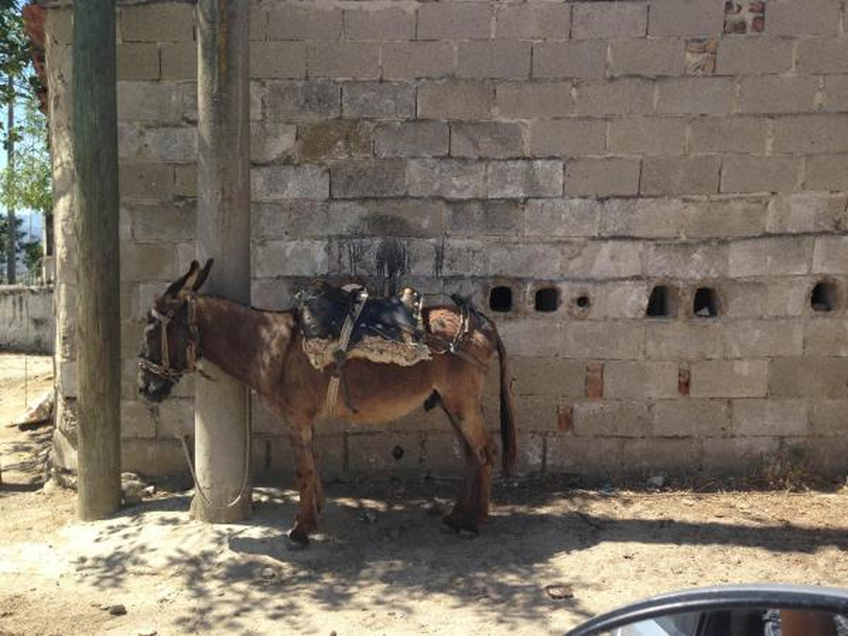 Çiftleşmeye Gelen Erkek Eşeği Pompalıyla Öldürdü