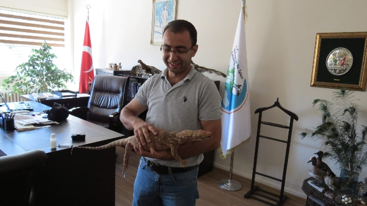 Cizre\'de 1 Metrelik Dev Kertenkele Bulundu