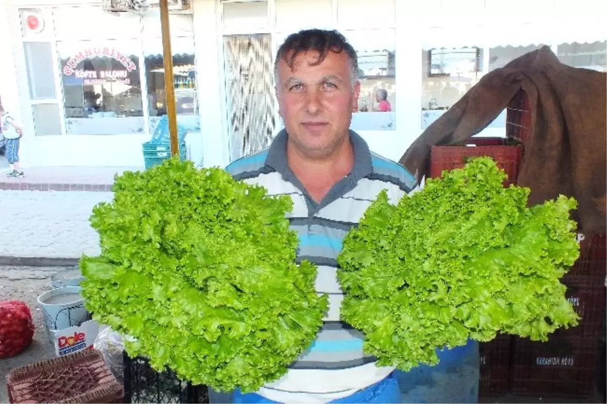 Son Yağışlar Sebze Üreticilerinin Yüzünü Güldürdü