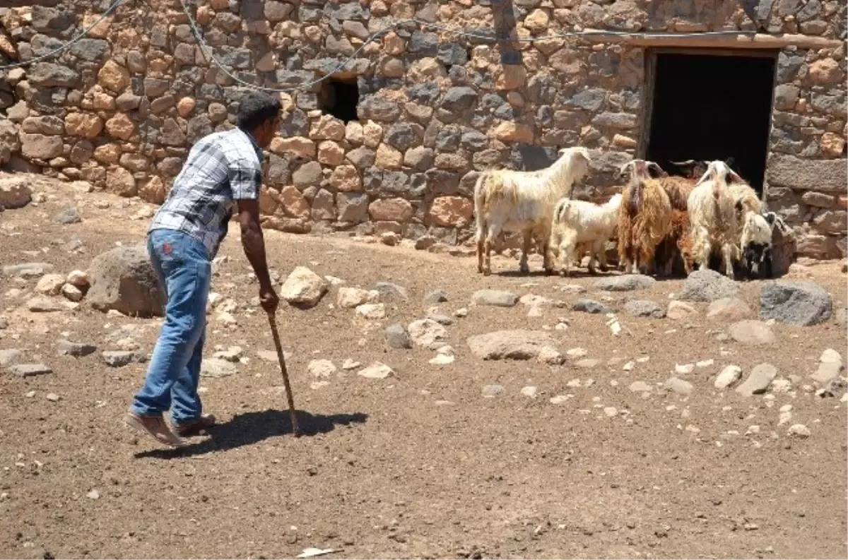 Çoban Selahattin Yetkililerden Yardım Bekliyor