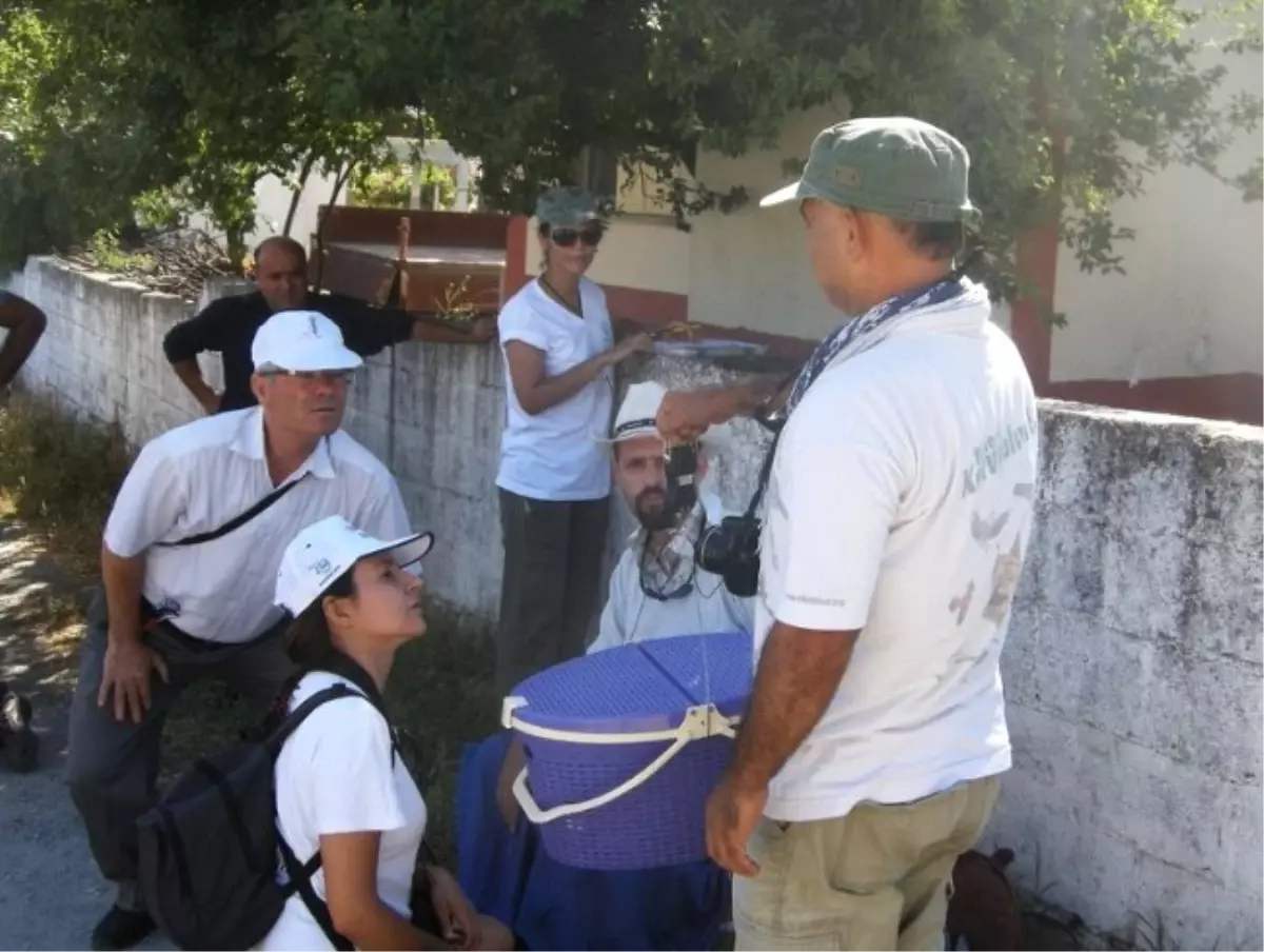 Leylek Yavrularına Halka Takıldı