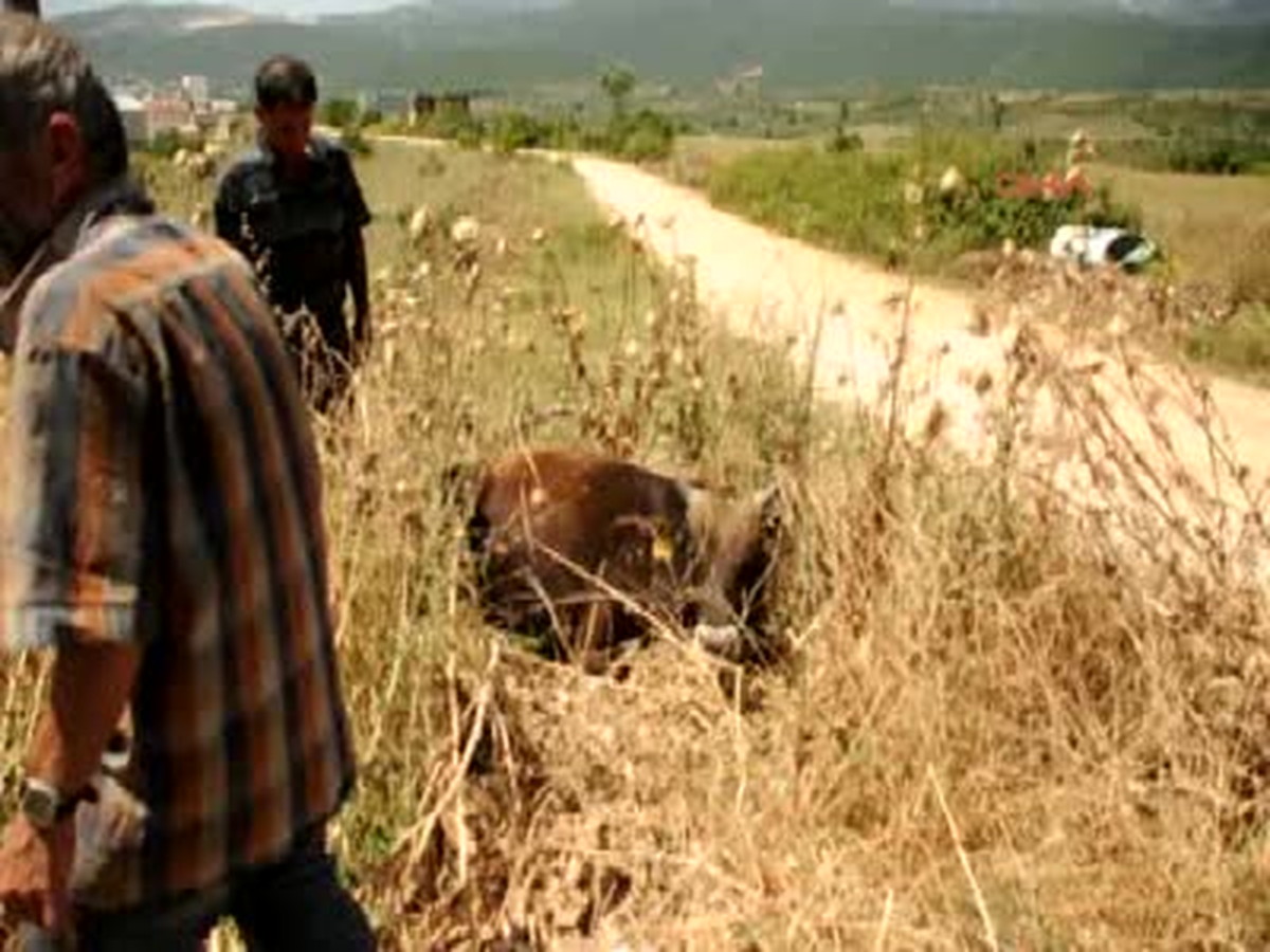 Yola Çıkan Dana Kazaya Neden Oldu: 5 Yaralı