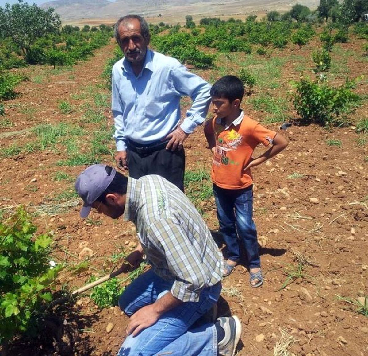 Gercüş\'te \'Ağustos Böceği\' İstilası