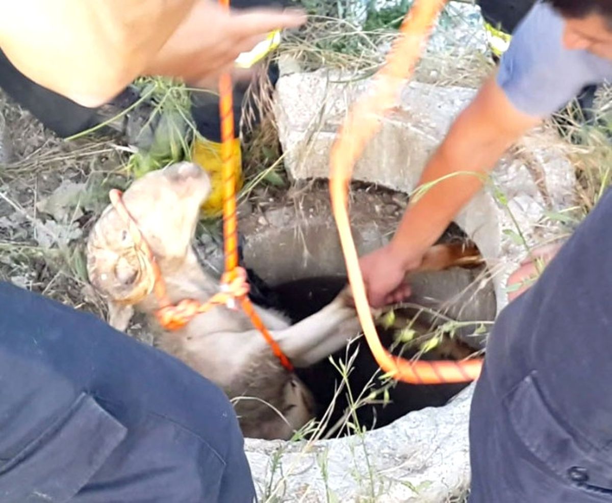 Kuyuya Düşen Koyunu İtfaiyeciler Kurtardı