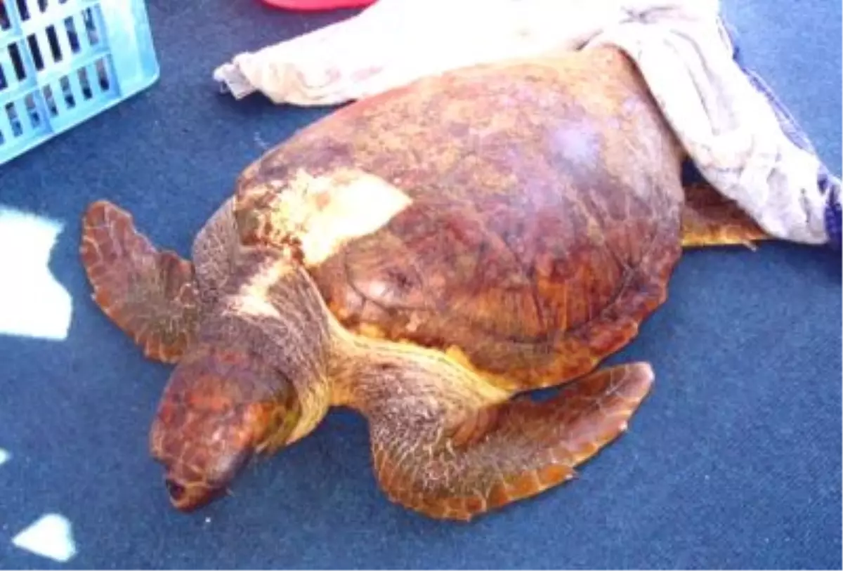 Mehmetçikten Yaralı Deniz Kaplumbağasına Yardım Eli