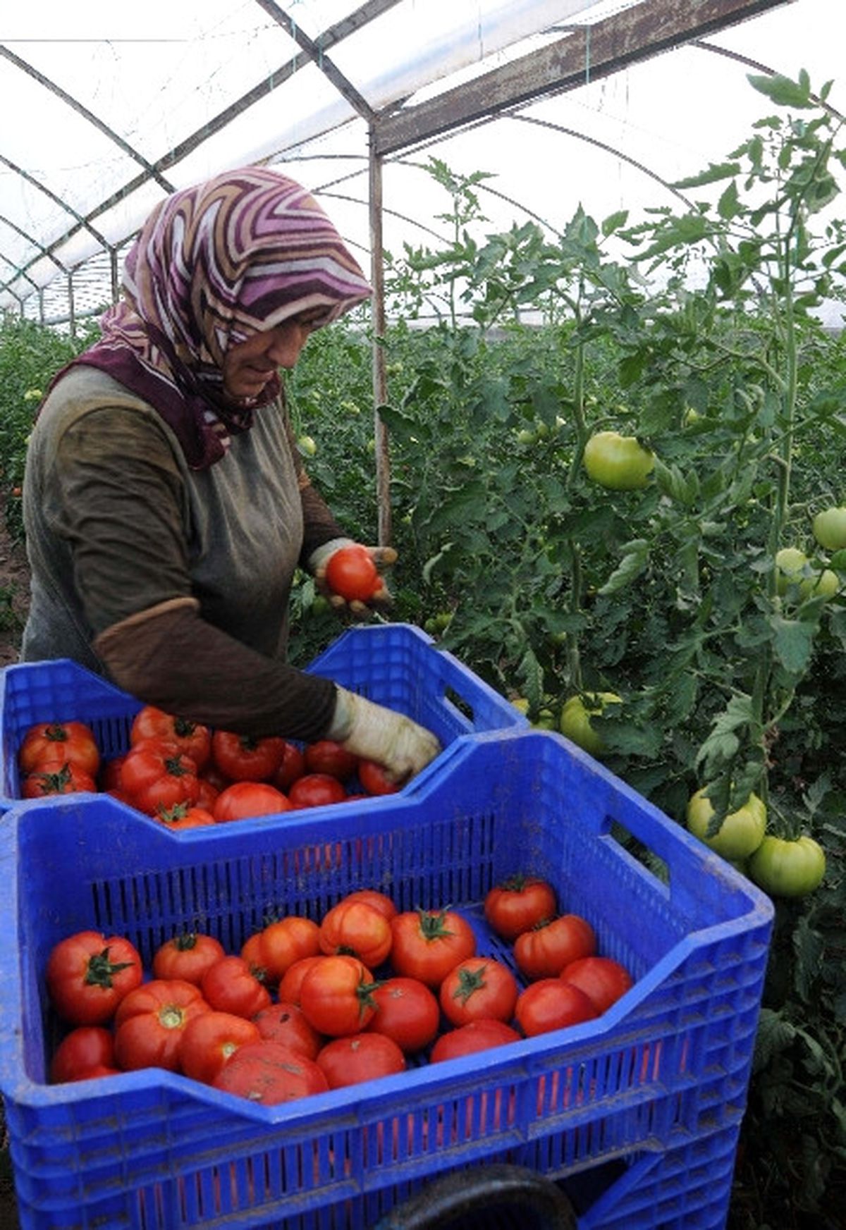 Antalya Halinde Domatesin Kilosu 3 Lira Oldu