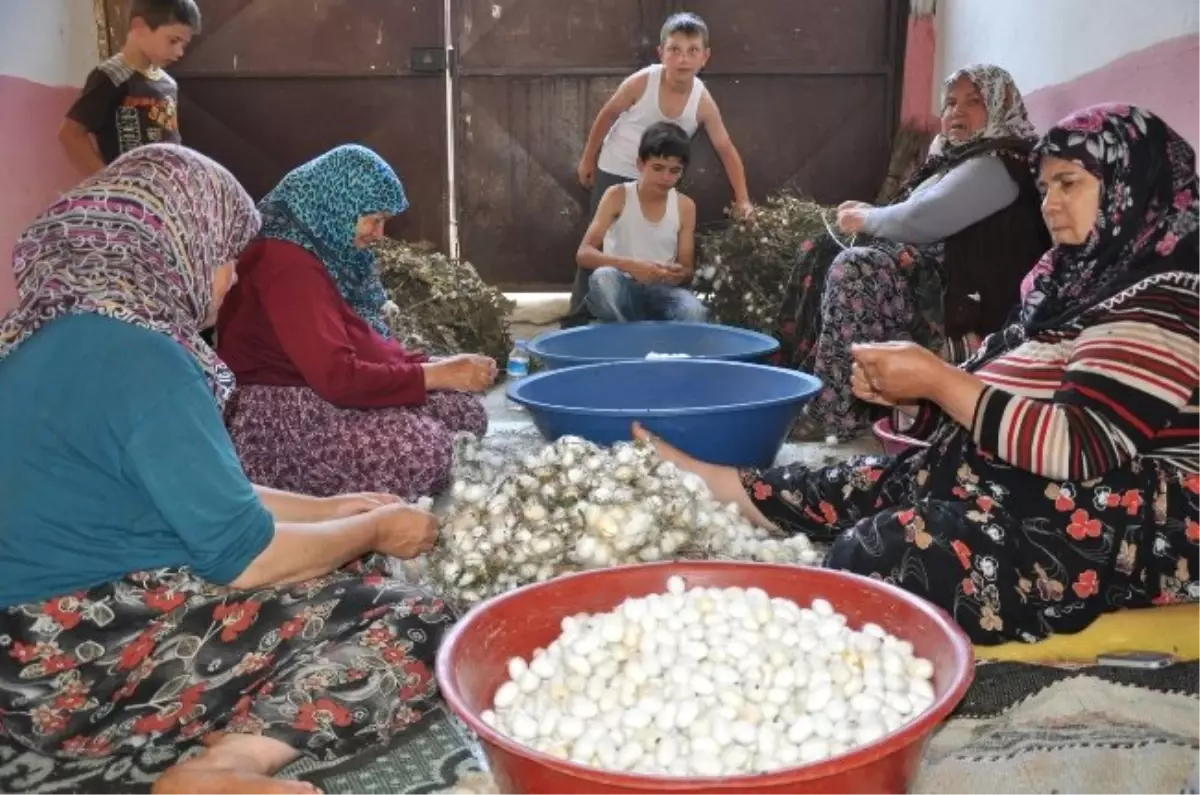 İpek Böcekçiliğinde Sancılı Hasat