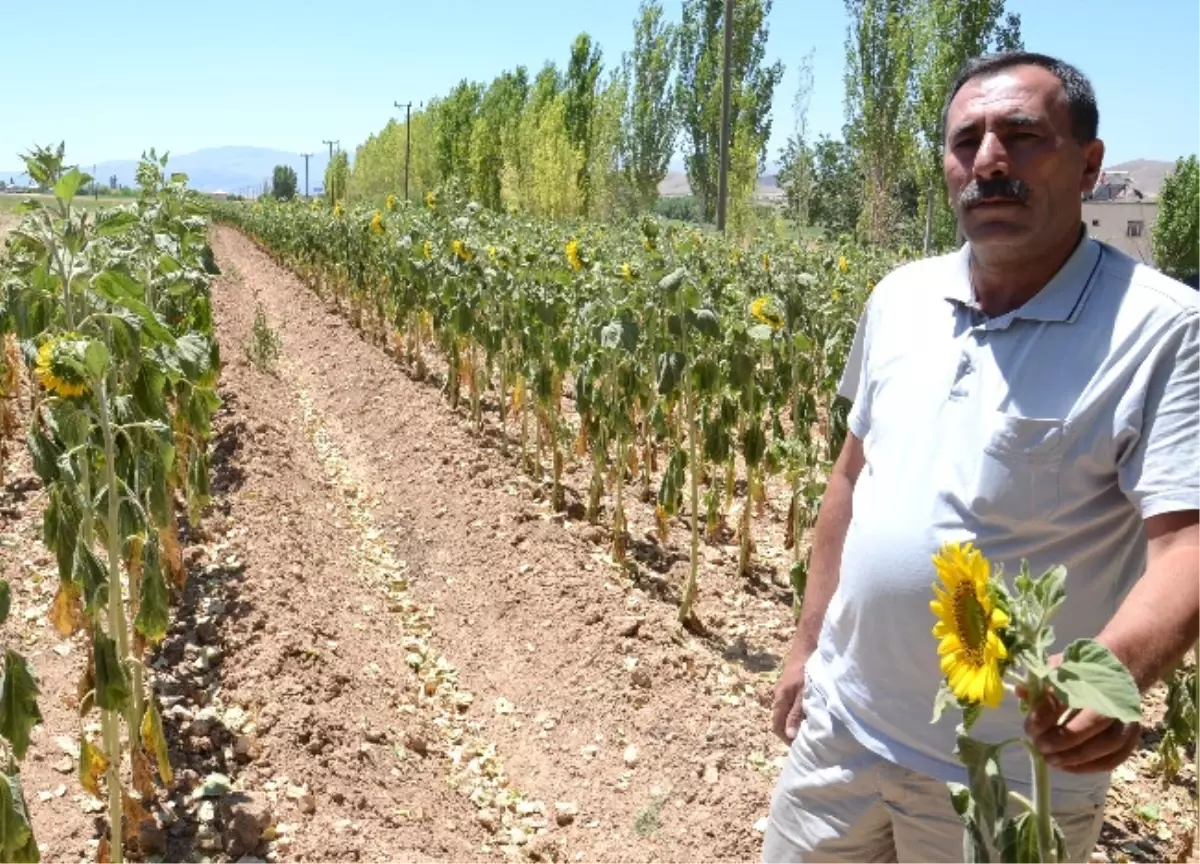 "Araziler Susuz Kaldı Ürünler Kurudu"