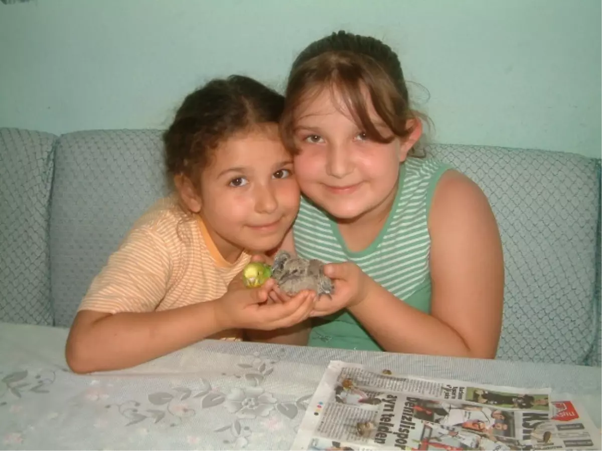 İki Kardeş Kumru Yavrusuna Sahip Çıktı