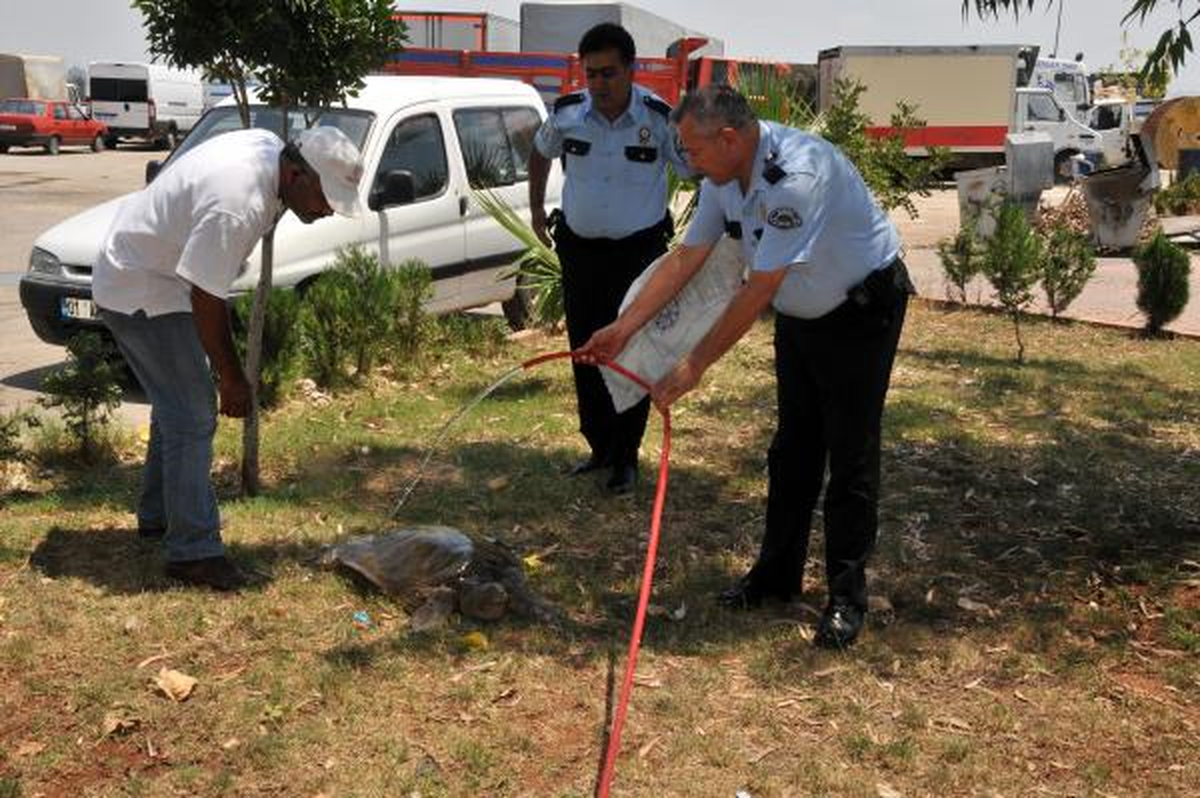 Çocuklar Yolda Fırat Kaplumbağası Buldu