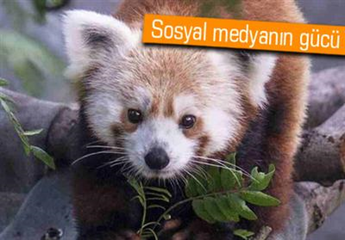 Firar Eden Pandayı Twitter ile Buldular