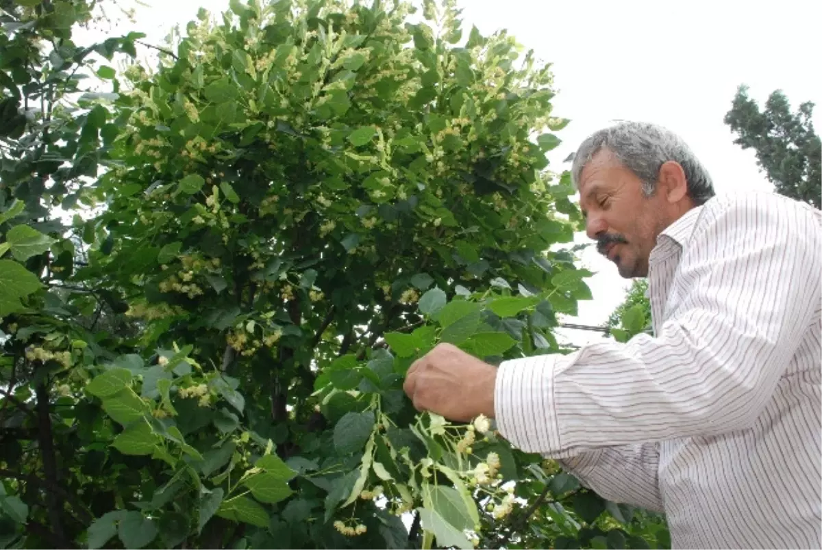 Ihlamur Hasadı Başladı