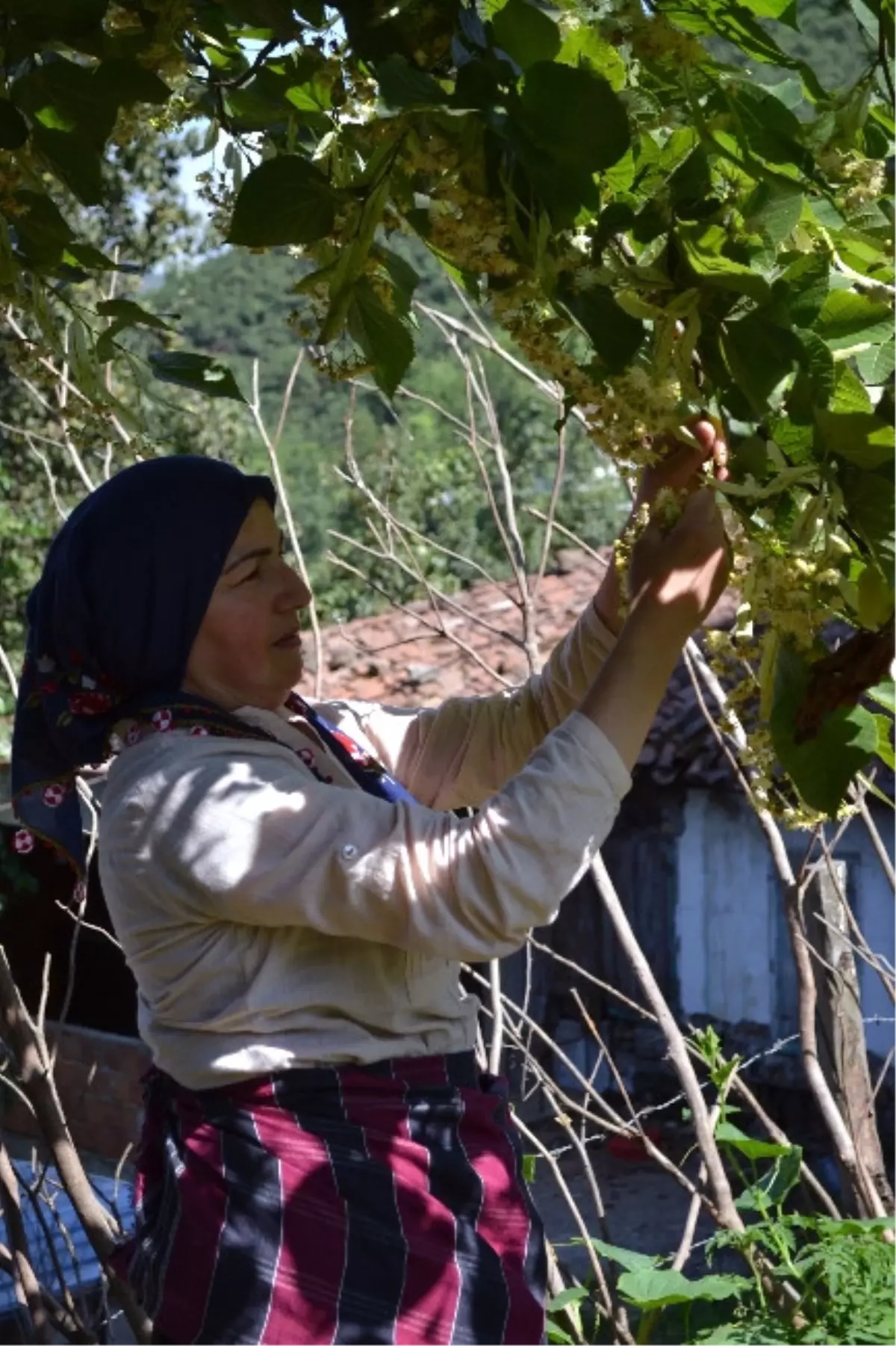 Ilhamur Çiçekleri Toplanmaya Başladı