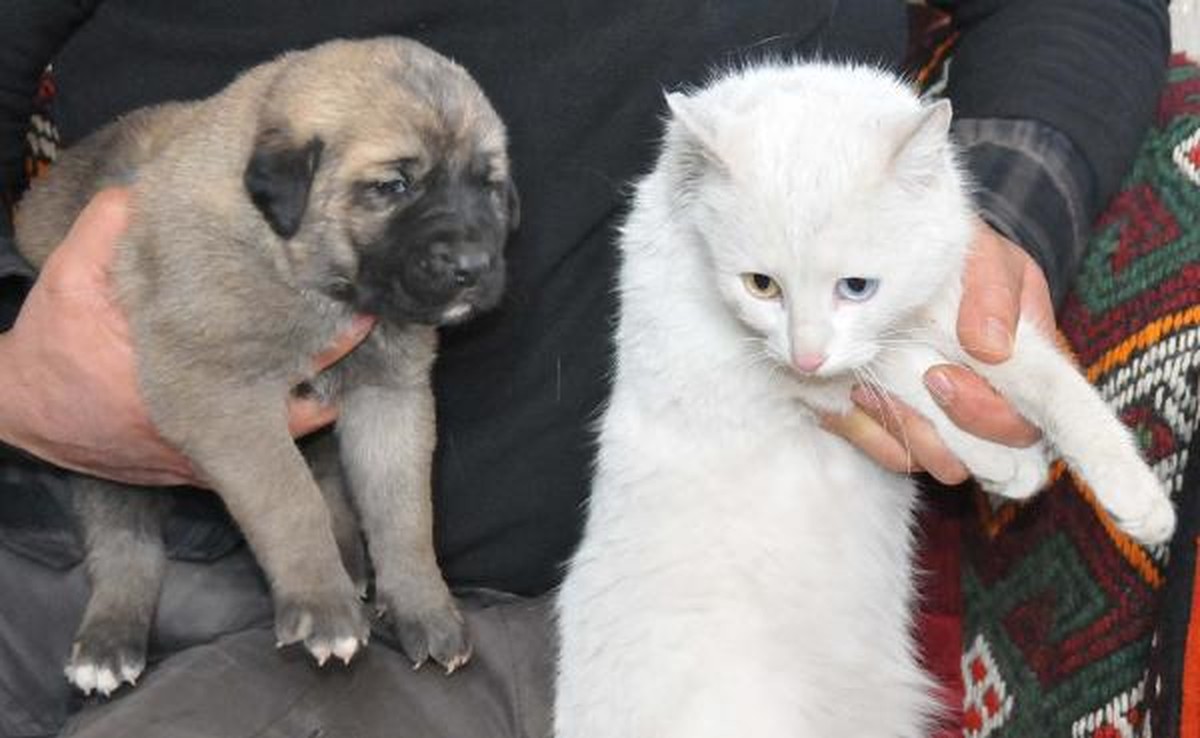Kangal Köpeği ve Van Kedisi Yavrularının Dostluğu