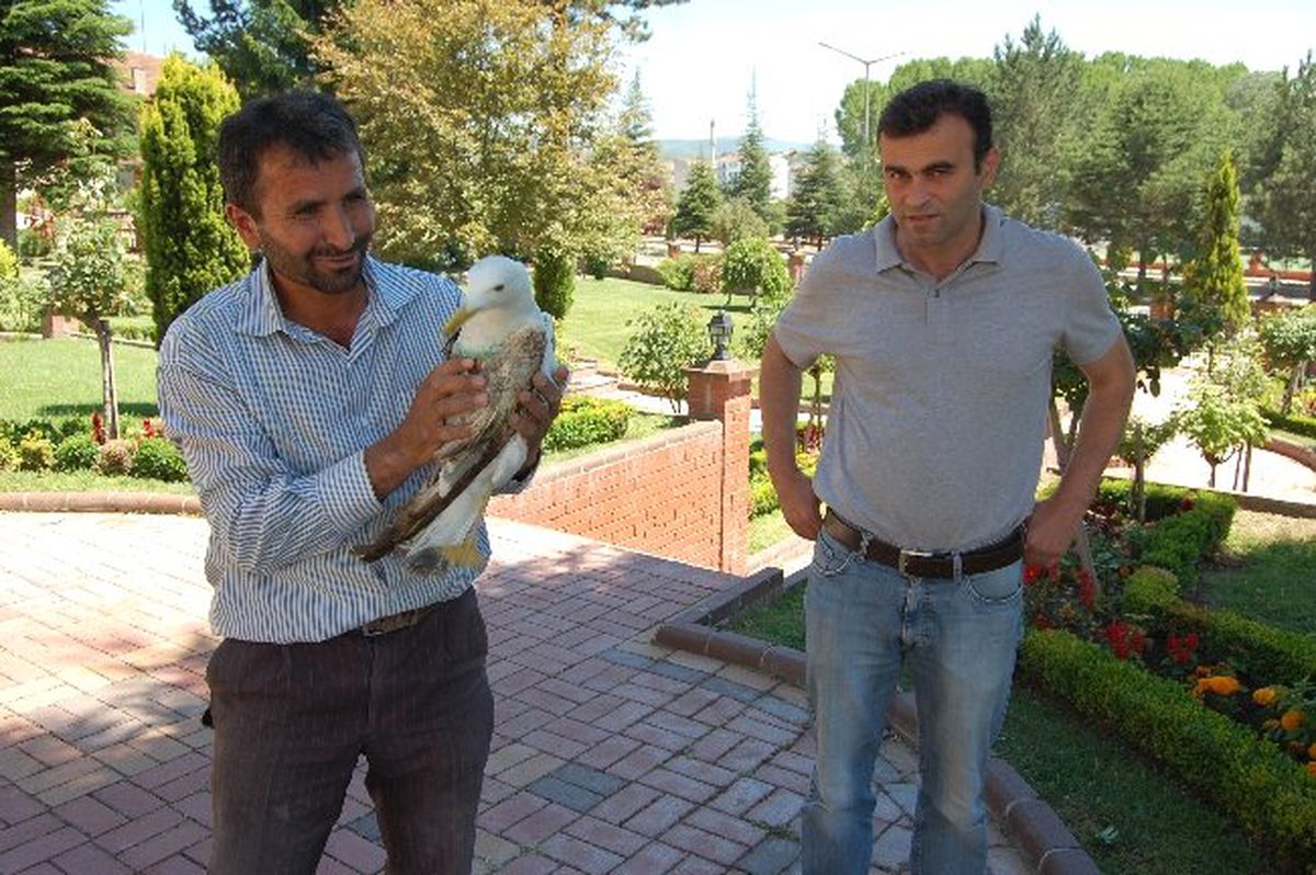 Kastamonulu Çiftçi Tarlasında Bulduğu Yaralı Martıya Sahip Çıktı