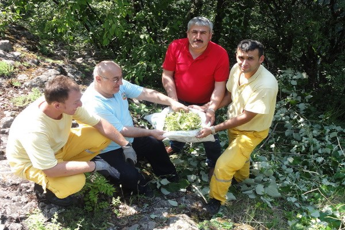 Yenice\'de Ihlamur Çiçeği Hasat Planı Yapıldı