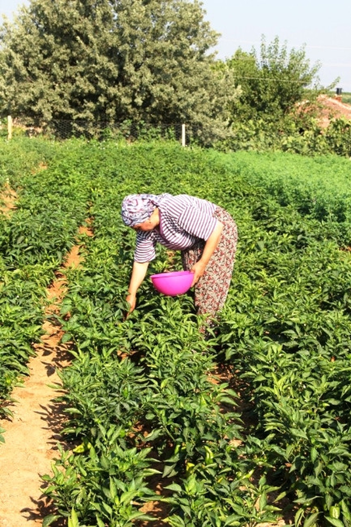 150 Yıldır Aynı Tohumla Biber Üretiyorlar