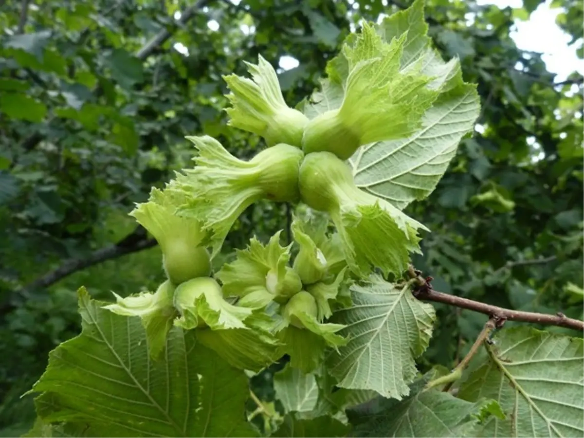 Giresun Ziraat Odası Başkanı Fındık Rekoltesini Açıkladı