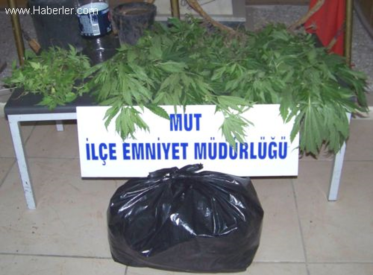Mut\'ta 249 Kök Hint Keneviri Ele Geçirildi