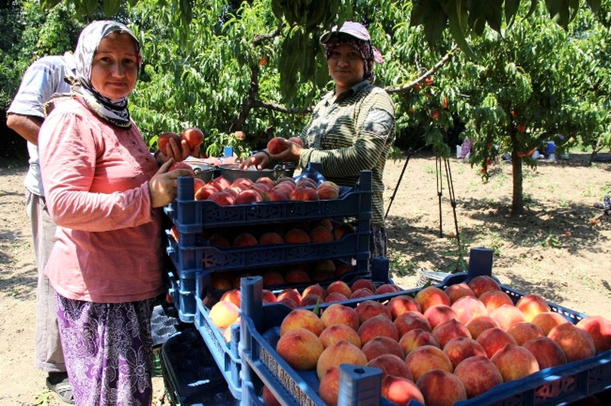 (Özel Haber) Şeftalide \'Dertli\' Hasat
