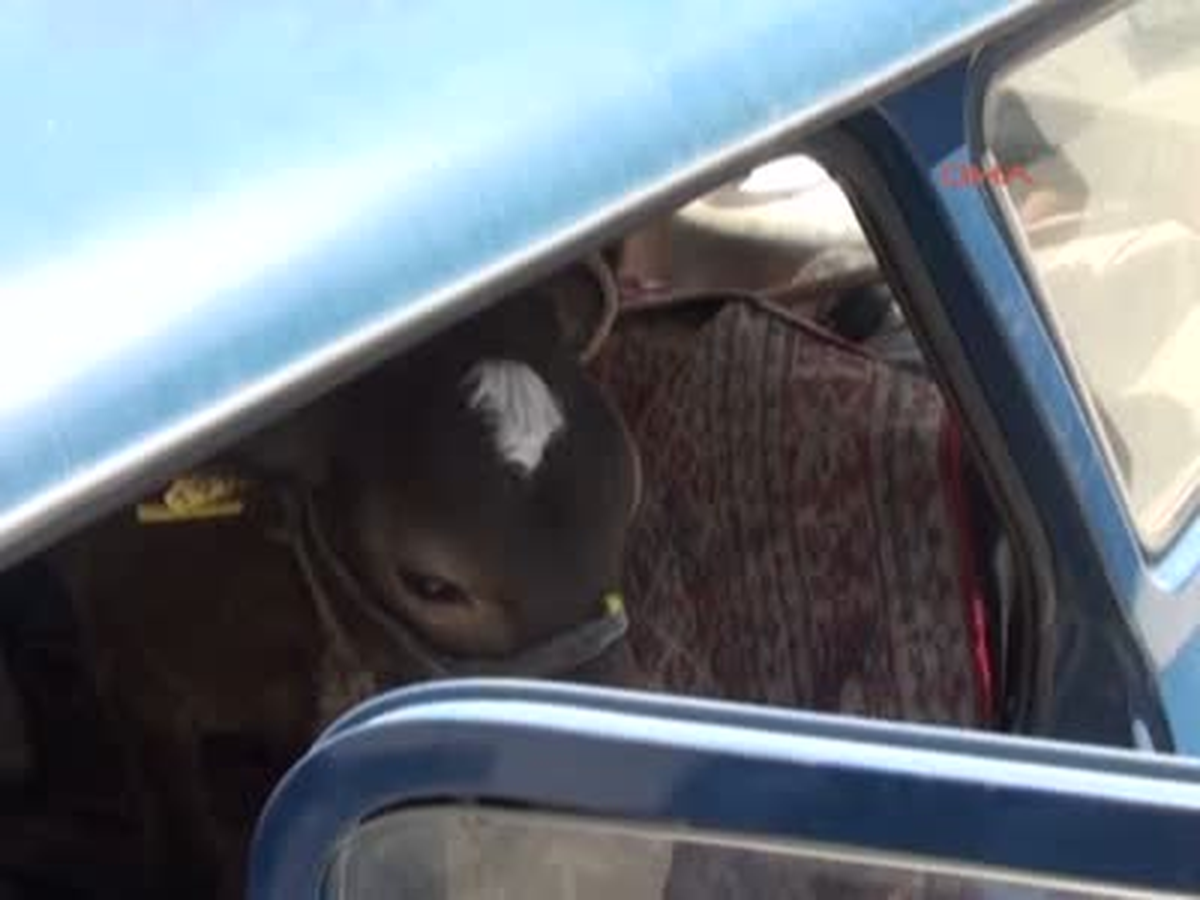 Tokat Hastalanan Buzağıyı Otomobiliyle Veterinere Götürdü
