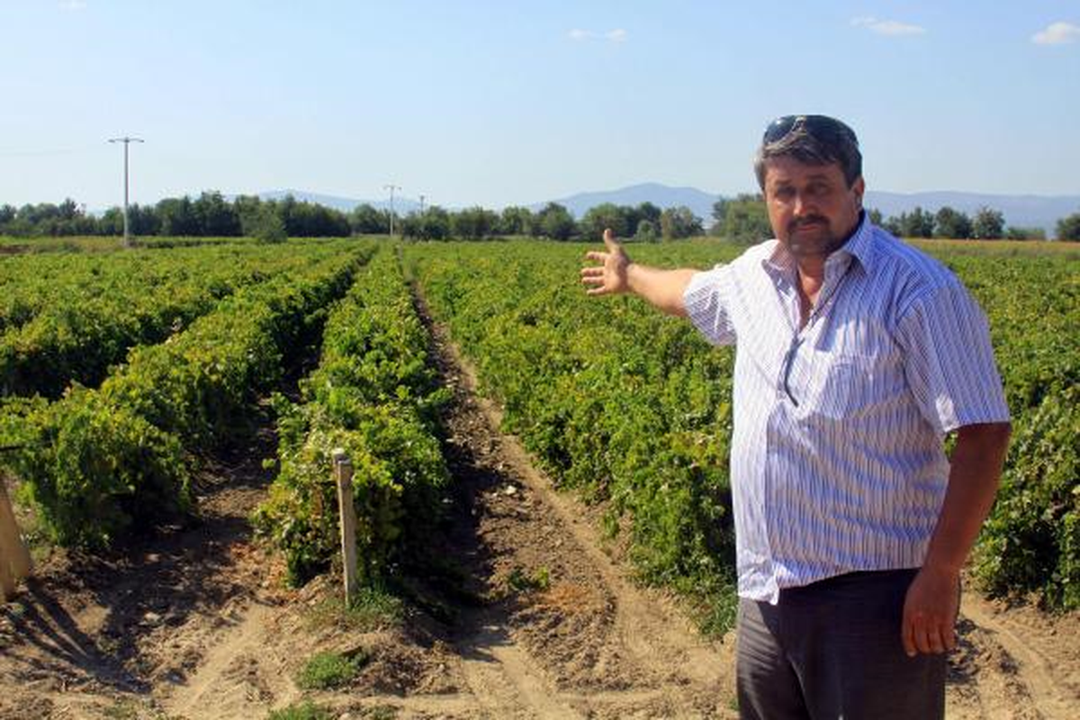Üzüm Hasadı Yaklaşırken, Üretici Sıkıntılı