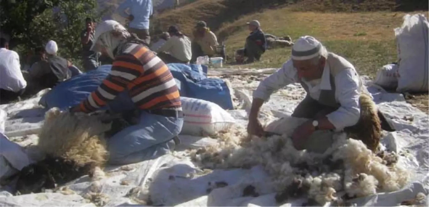 Yasaklı Yaylalarda Koyun Kırpma Şenliği