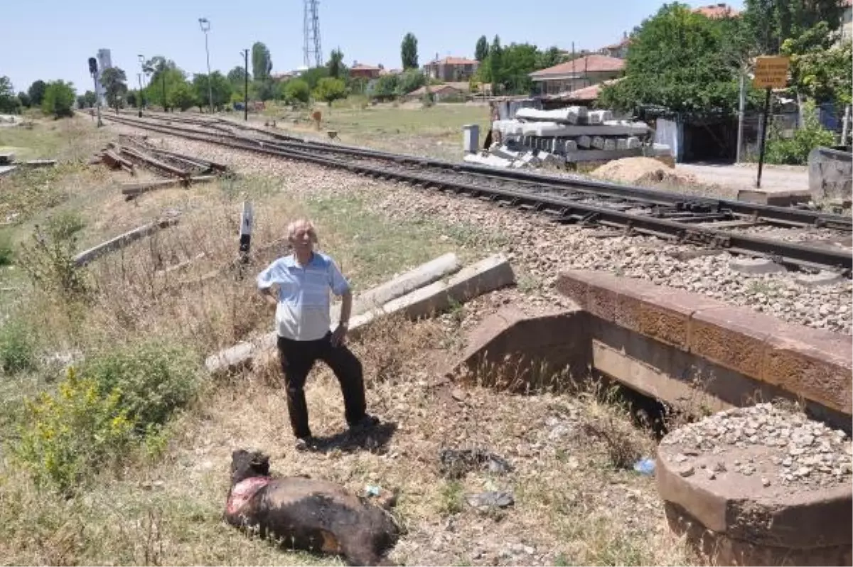 Yolcu Treni Sığır Sürüsüne Çarptı