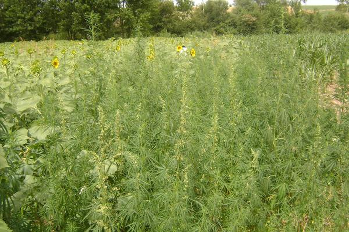 565 Bin Kök Hintkeneviri İmha Edildi