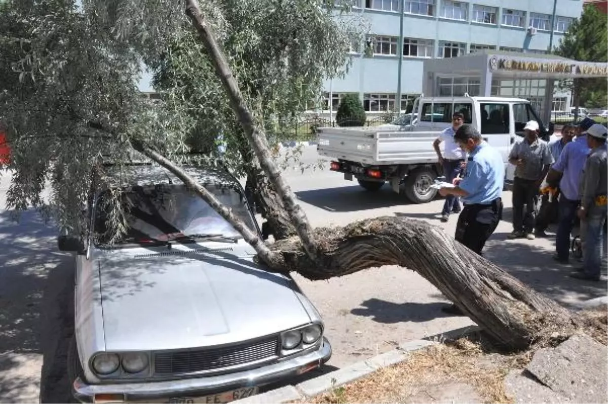 Ağaç Otomobilin Üzerine Devrildi