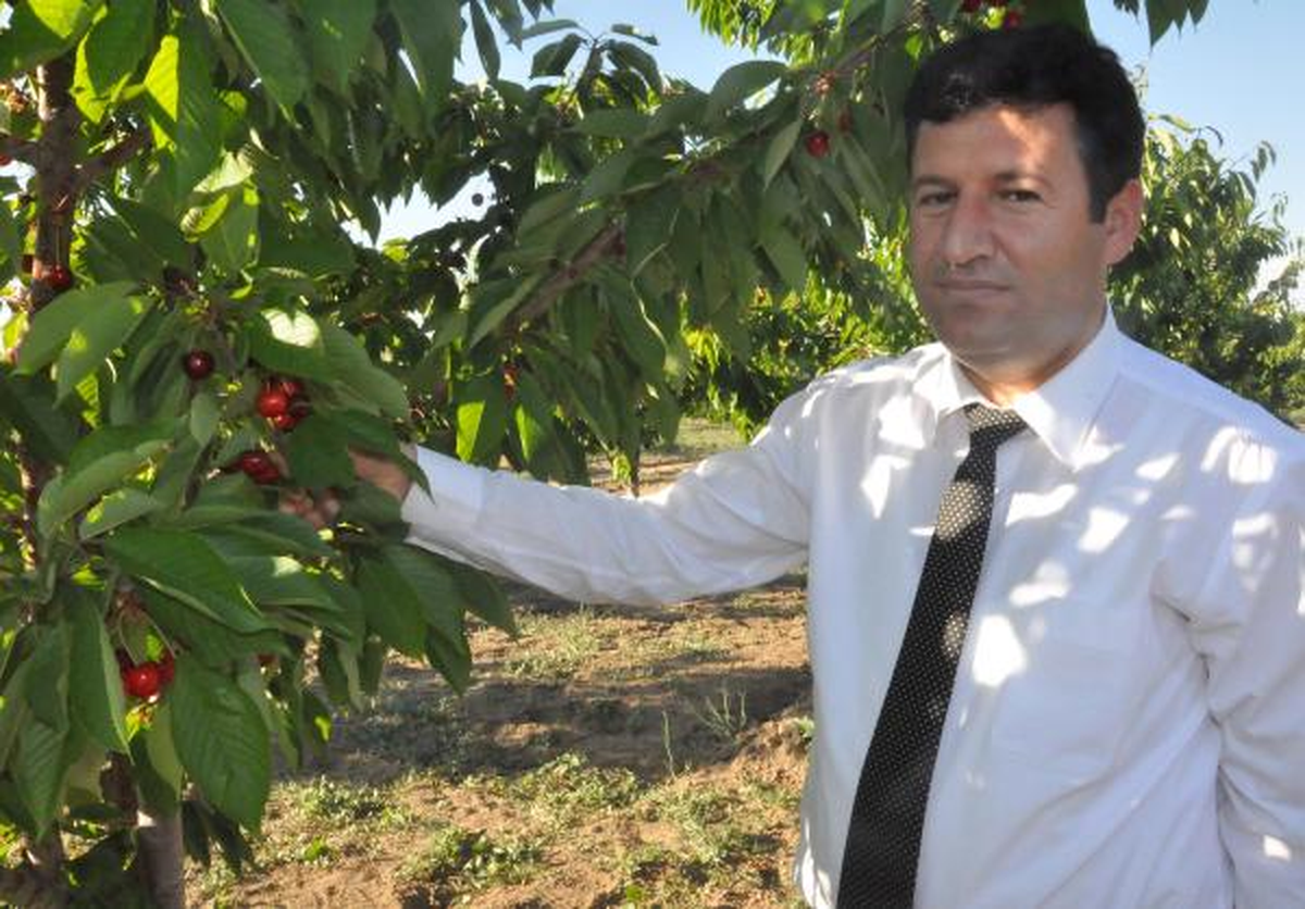 İzmirli Girişimci, Bitlis\'te Kiraz Üretiyor