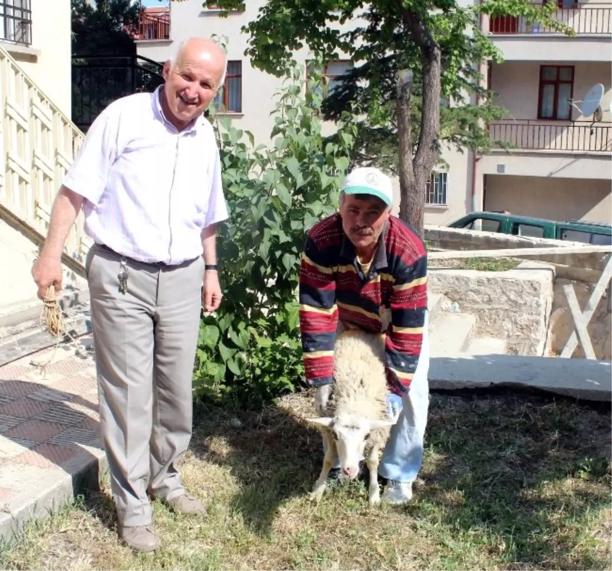 Kayıp Koyunun Sahibi Anonsla Aranıyor